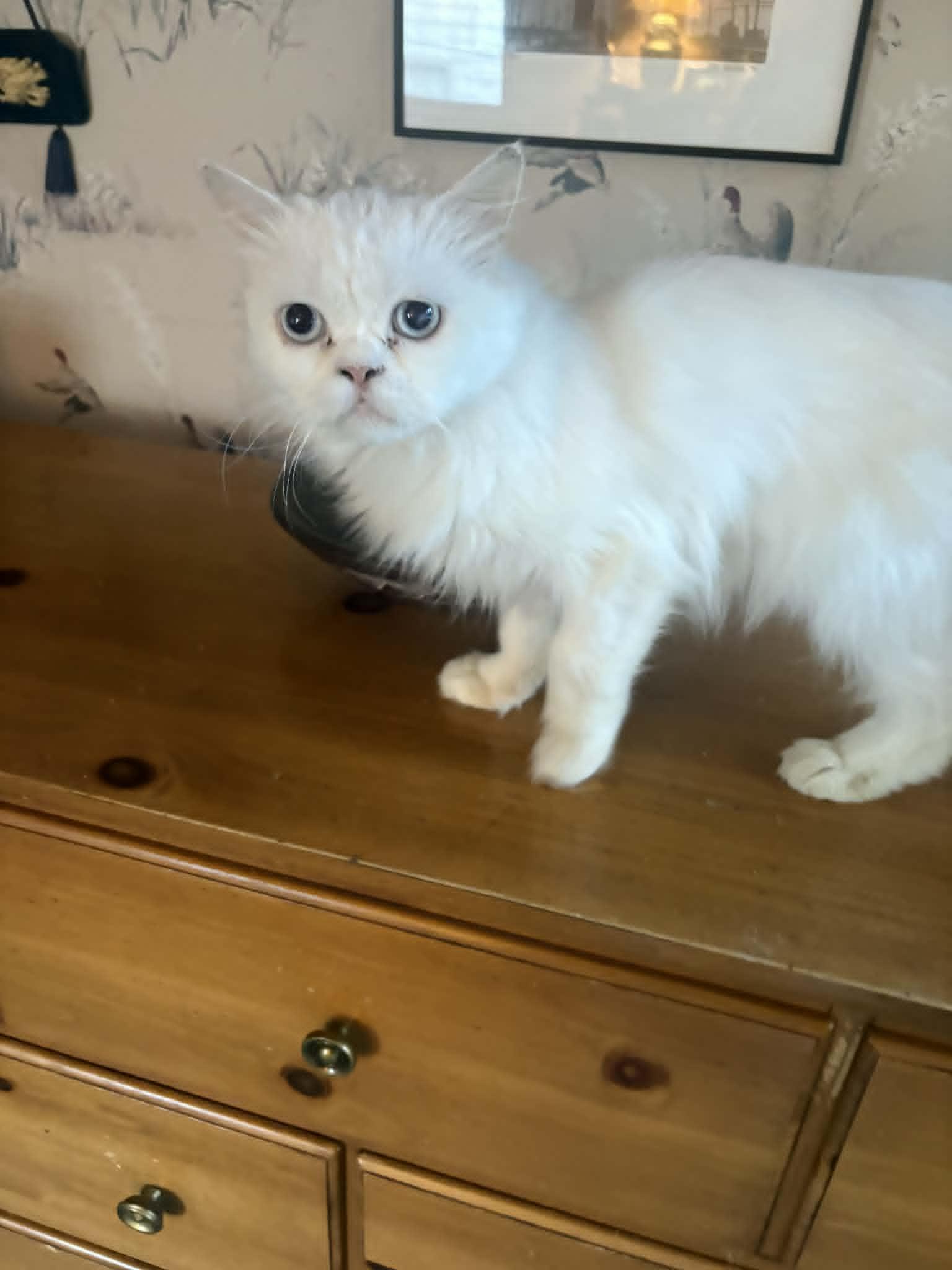 Enlarge Walter , a ADOPTABLE Persian in Woodmere, NY image 3/3