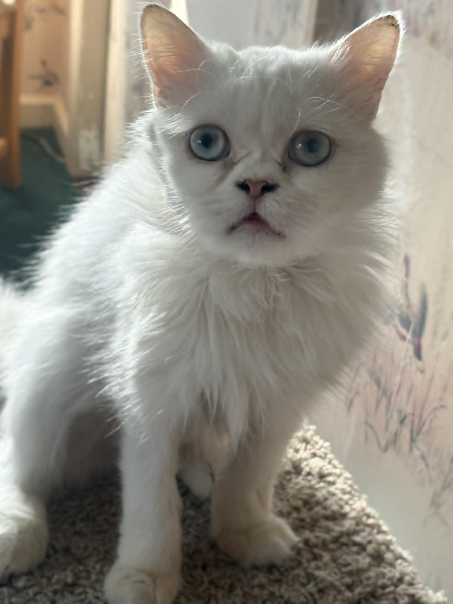 Enlarge Walter , a ADOPTABLE Persian in Woodmere, NY image 2/3