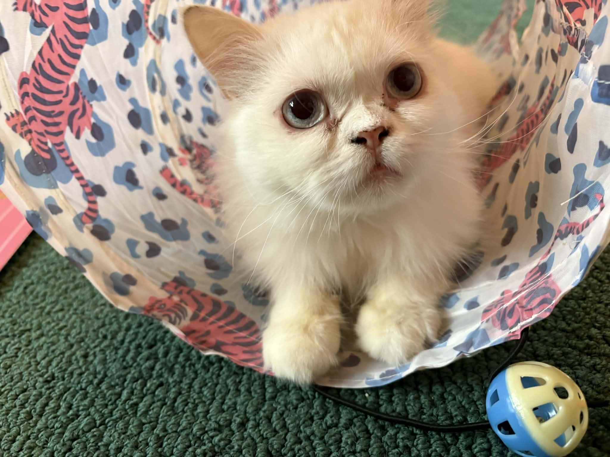 Enlarge Walter , a ADOPTABLE Persian in Woodmere, NY image 1/3