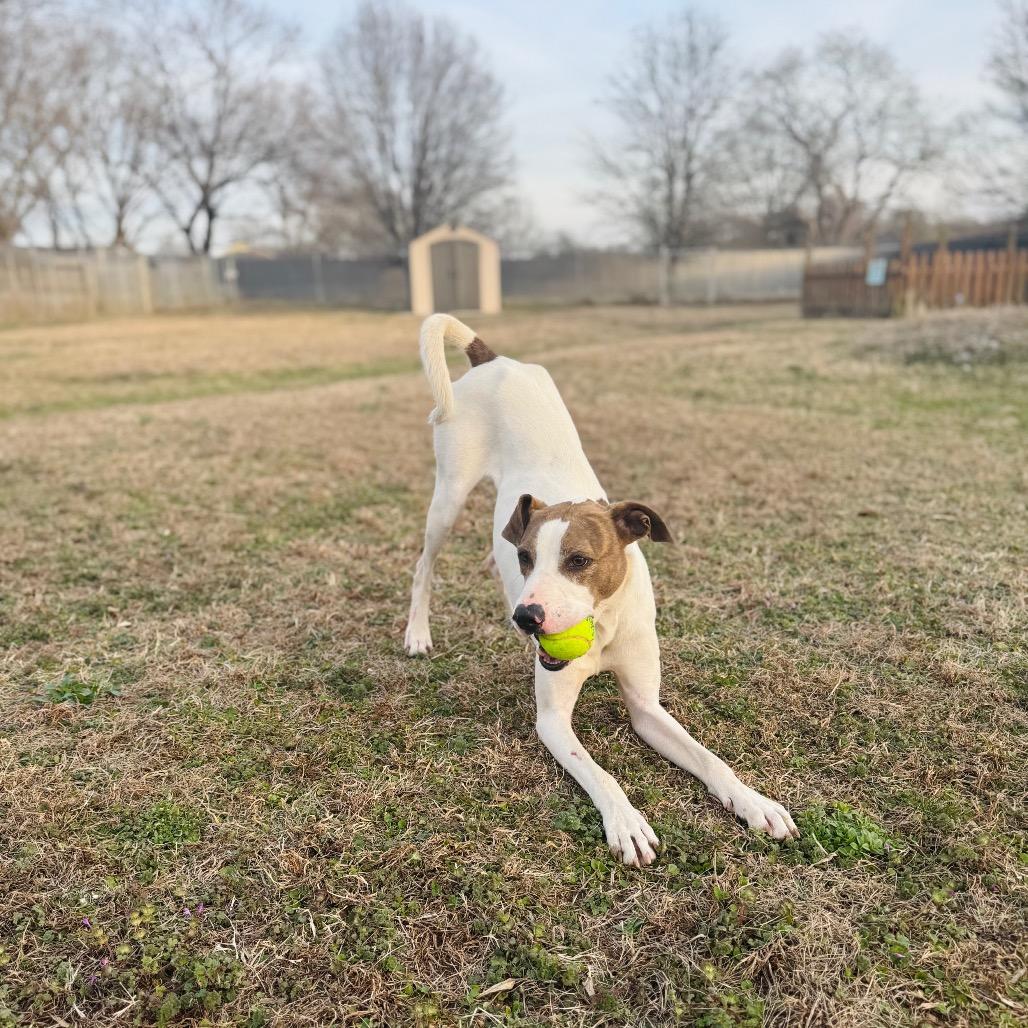 Enlarge Scooter, a Adoptable mixed breed in Brownsboro, AL image 1/6