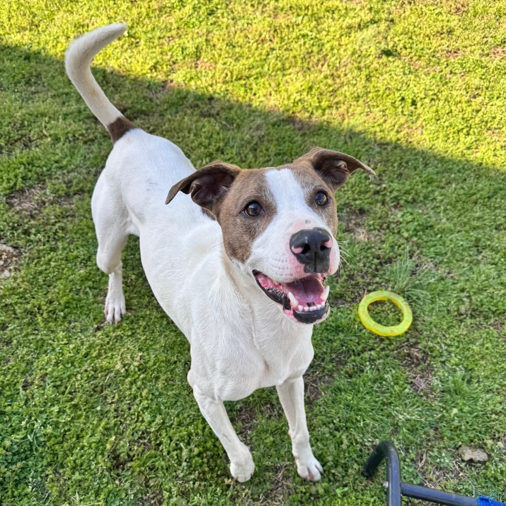 Enlarge Scooter, a Adoptable mixed breed in Brownsboro, AL image 2/6