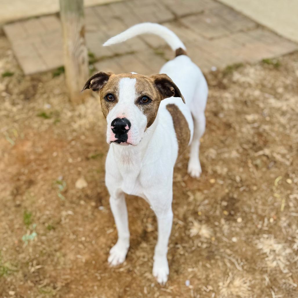 Enlarge Scooter, a Adoptable mixed breed in Brownsboro, AL image 3/6