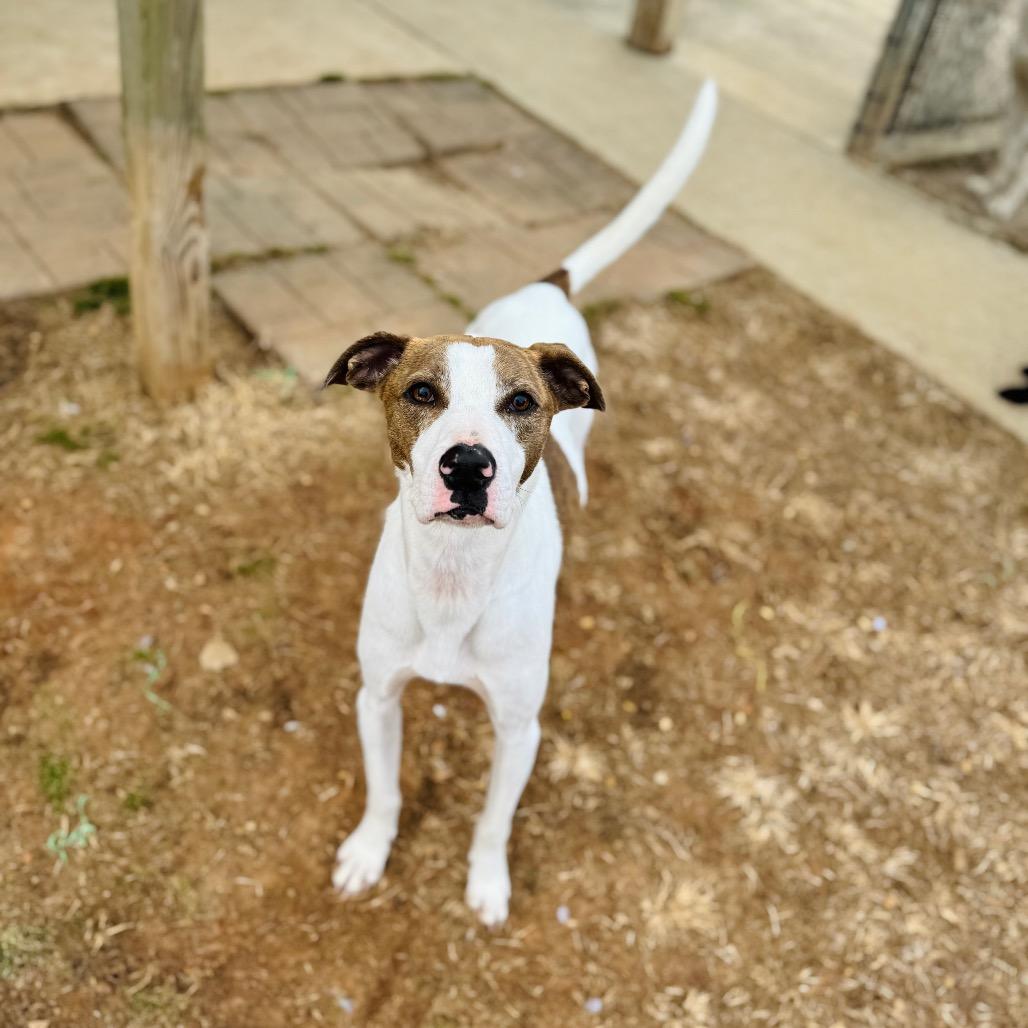 Enlarge Scooter, a Adoptable mixed breed in Brownsboro, AL image 4/6