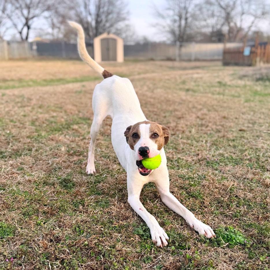 Enlarge Scooter, a Adoptable mixed breed in Brownsboro, AL image 5/6