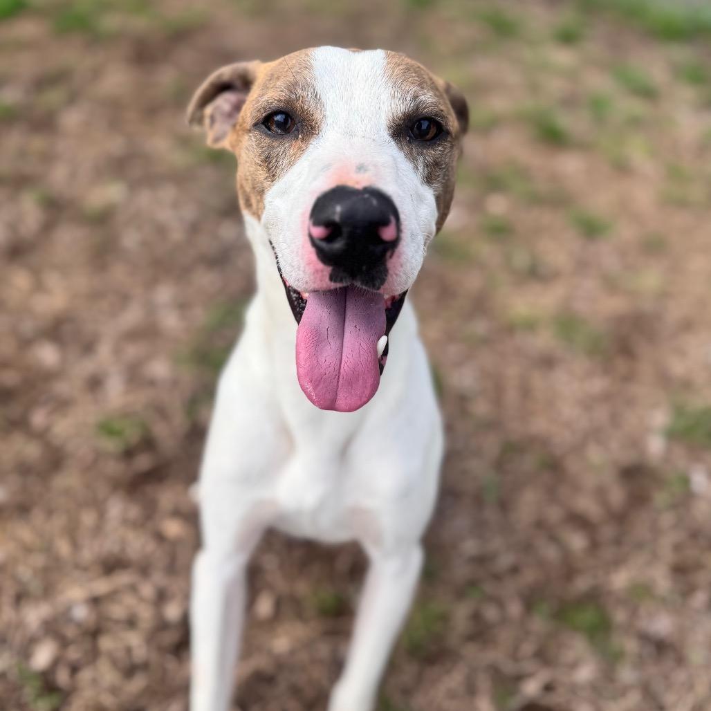 Enlarge Scooter, a Adoptable mixed breed in Brownsboro, AL image 6/6
