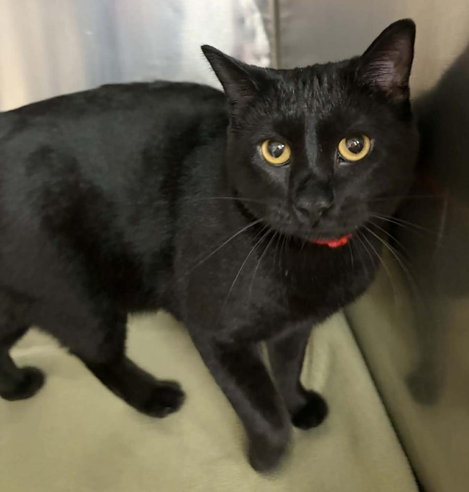 Enlarge AC Cliff, a Adoptable Domestic Short Hair in Fremont, NE image 1/1