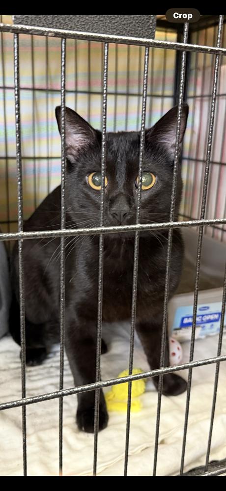 Enlarge AC Cliff, a Adoptable Domestic Short Hair in Fremont, NE image 1/1