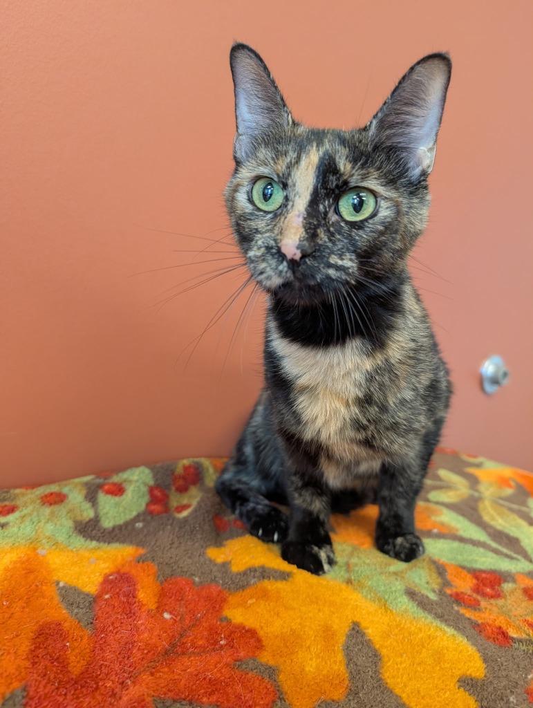 Enlarge Dolly, a Adoptable mixed breed in Superior, WI image 1/1