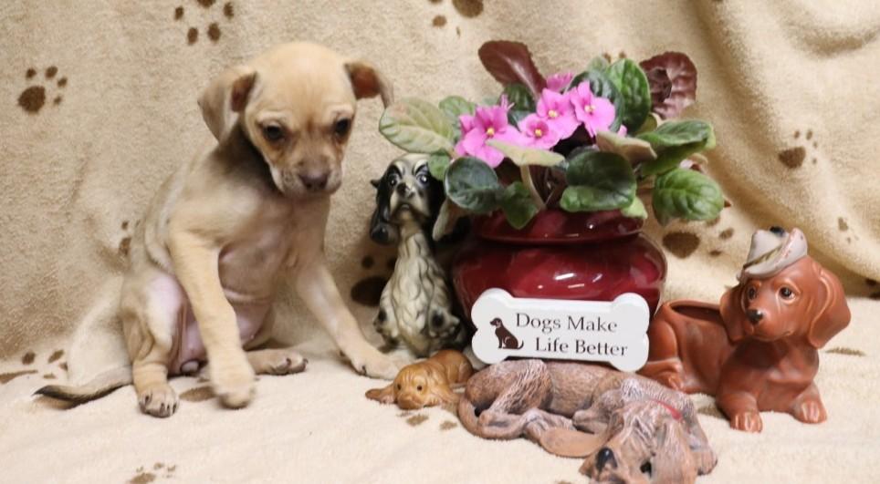 Star, an adopted mixed breed in Nashville , TN image 3/5