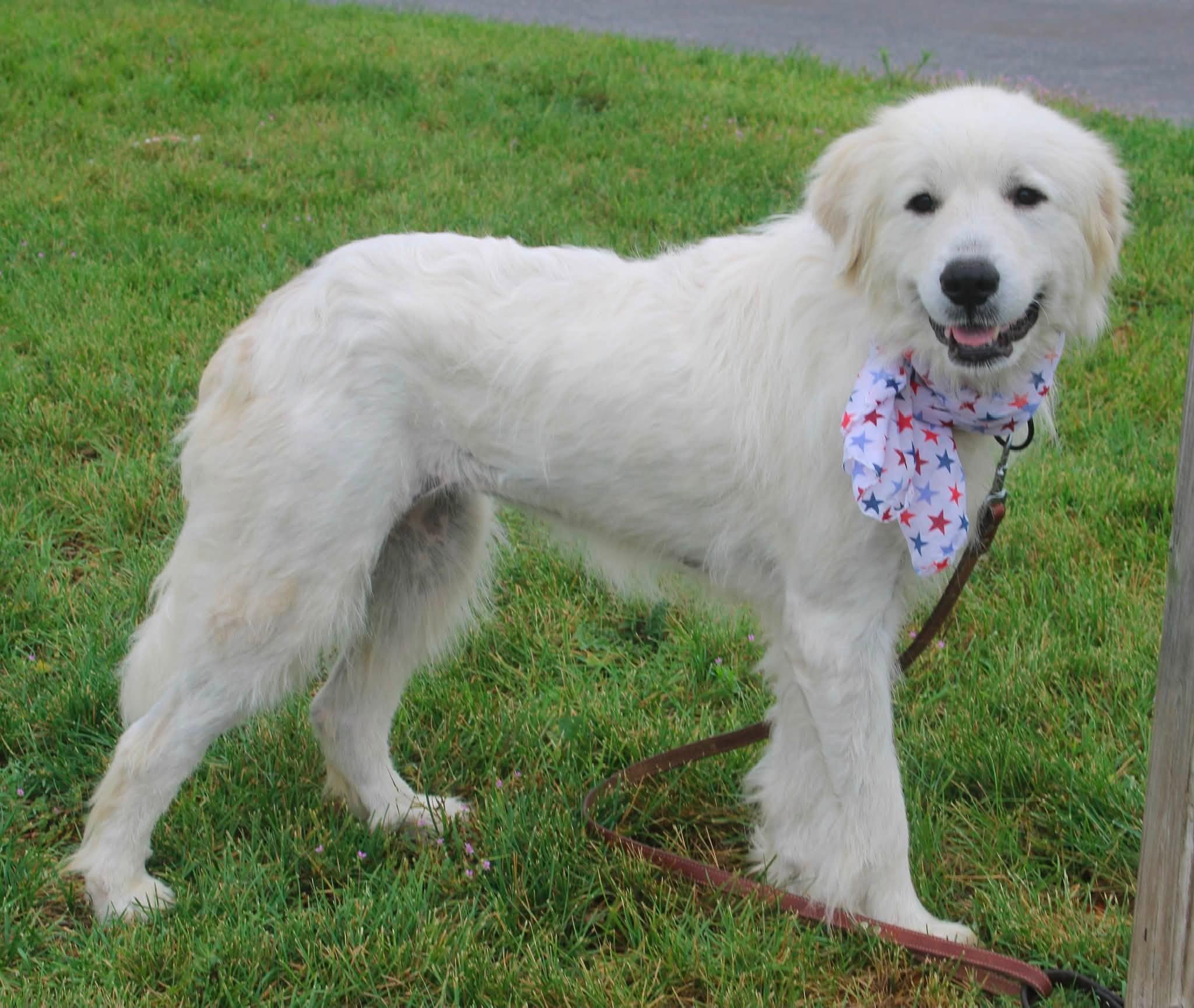 Enlarge Ducky, a ADOPTABLE Great Pyrenees in Stuarts Draft, VA image 2/6