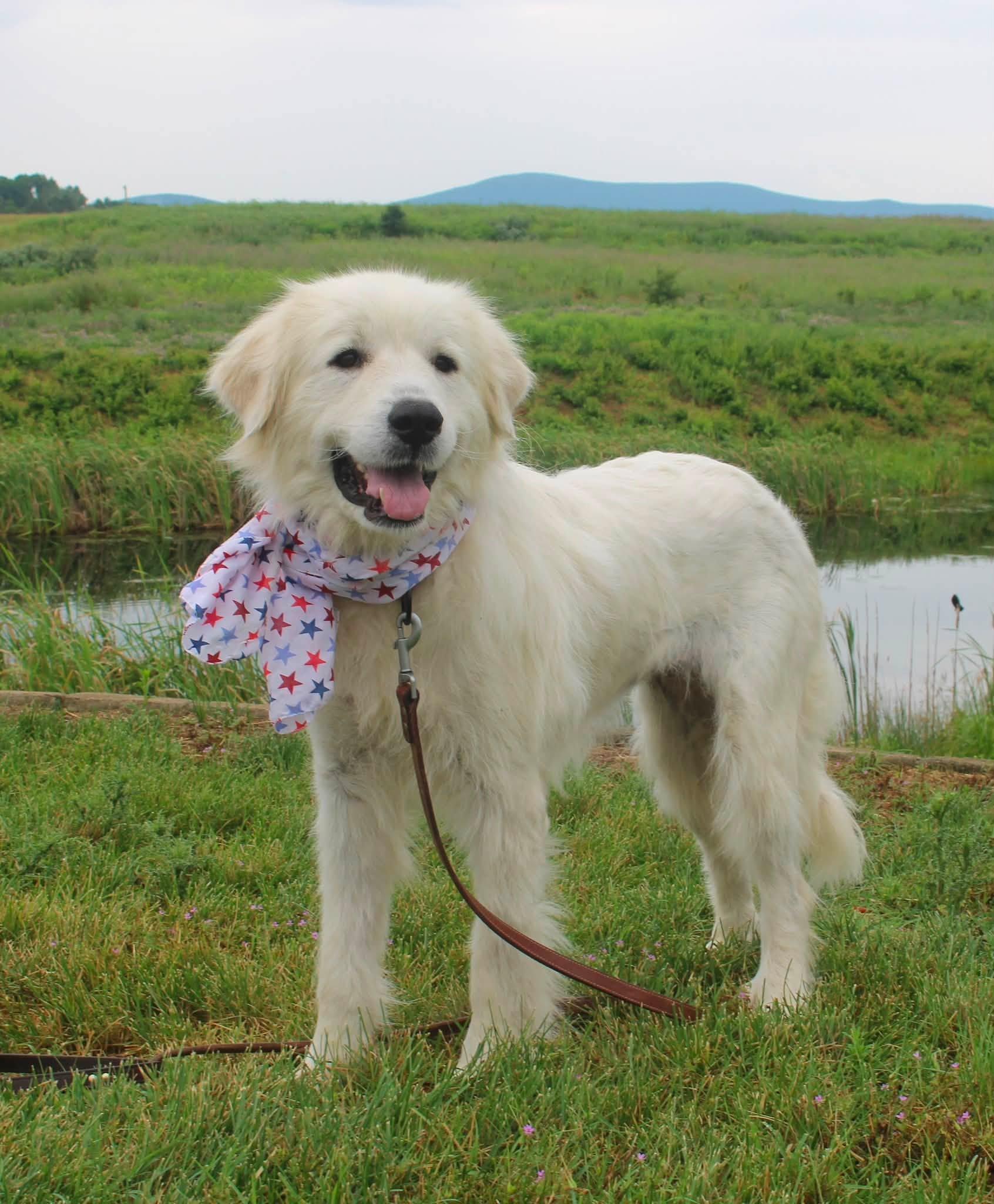 Enlarge Ducky, a ADOPTABLE Great Pyrenees in Stuarts Draft, VA image 3/6