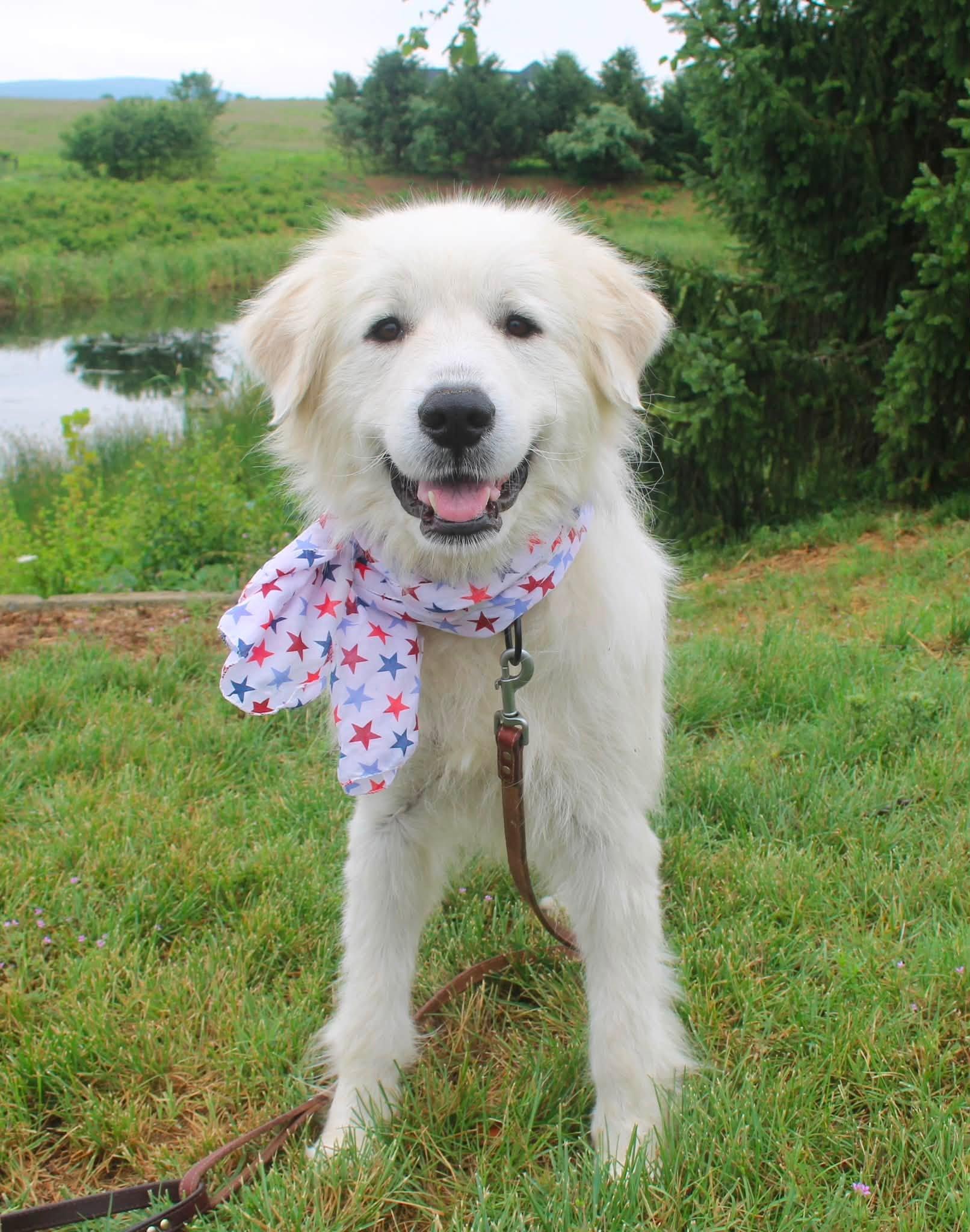 Ducky, ADOPTABLE, Adult Female Great Pyrenees.