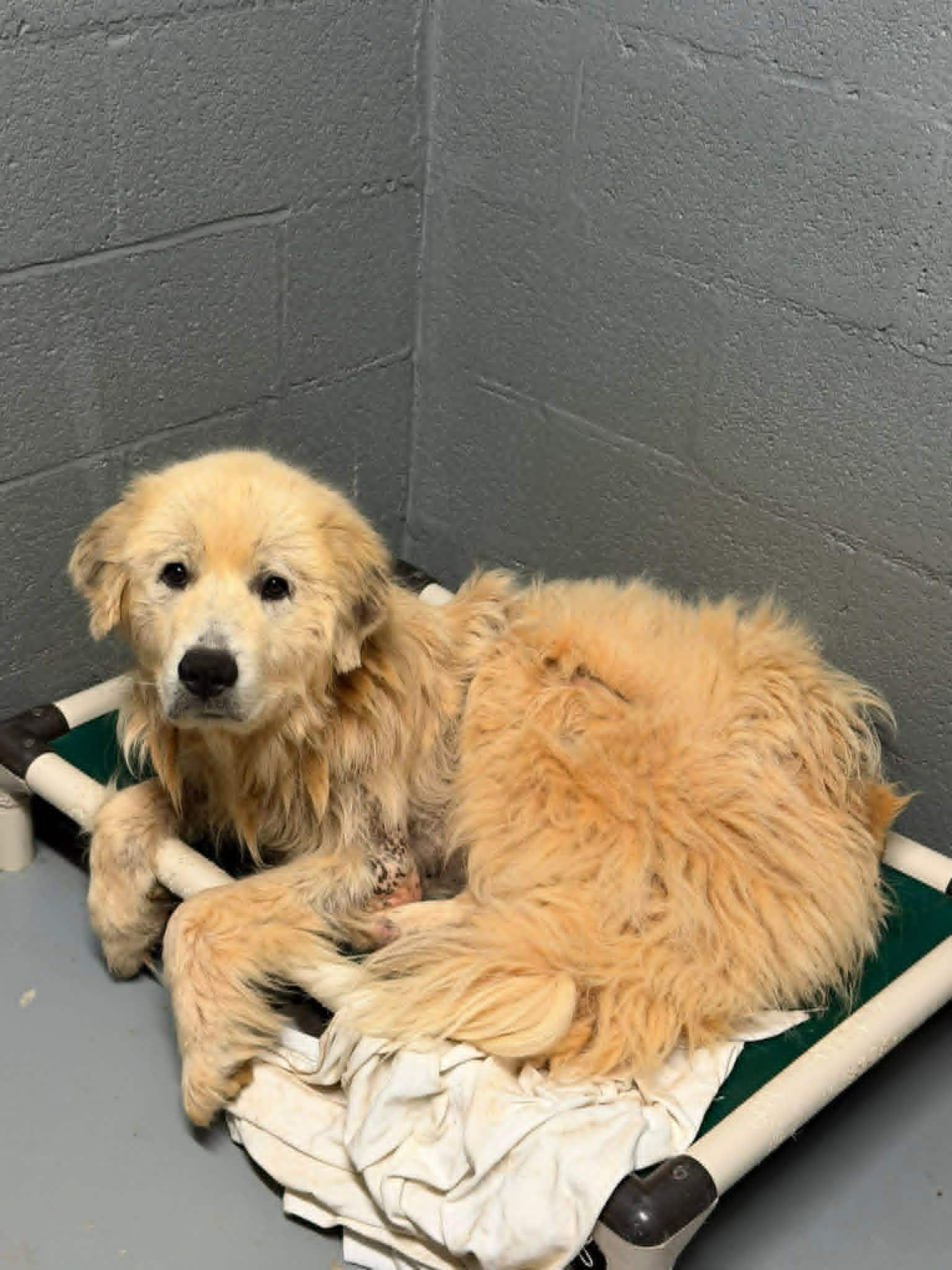 Enlarge Ducky, a ADOPTABLE Great Pyrenees in Stuarts Draft, VA image 6/6