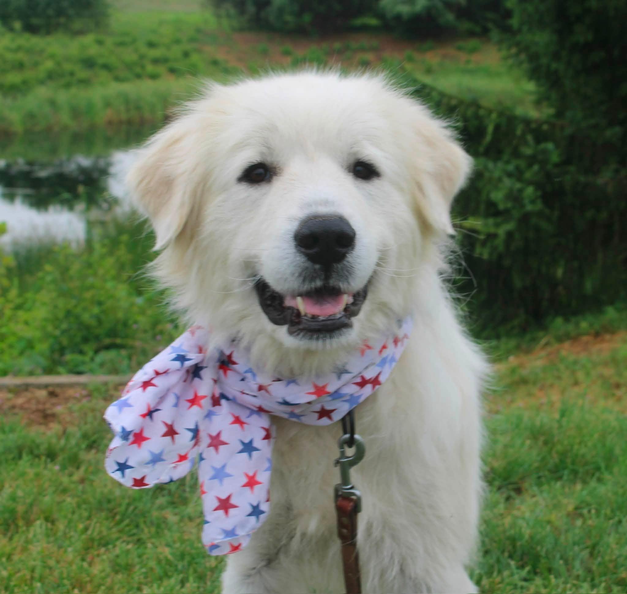 Enlarge Ducky, a ADOPTABLE Great Pyrenees in Stuarts Draft, VA image 5/6
