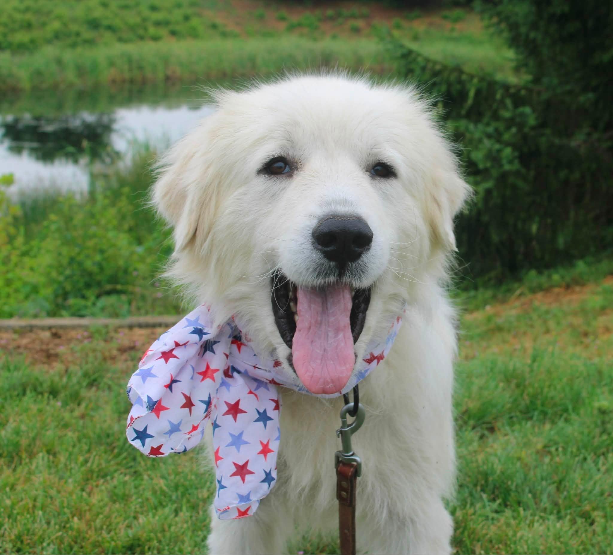 Enlarge Ducky, a ADOPTABLE Great Pyrenees in Stuarts Draft, VA image 4/6