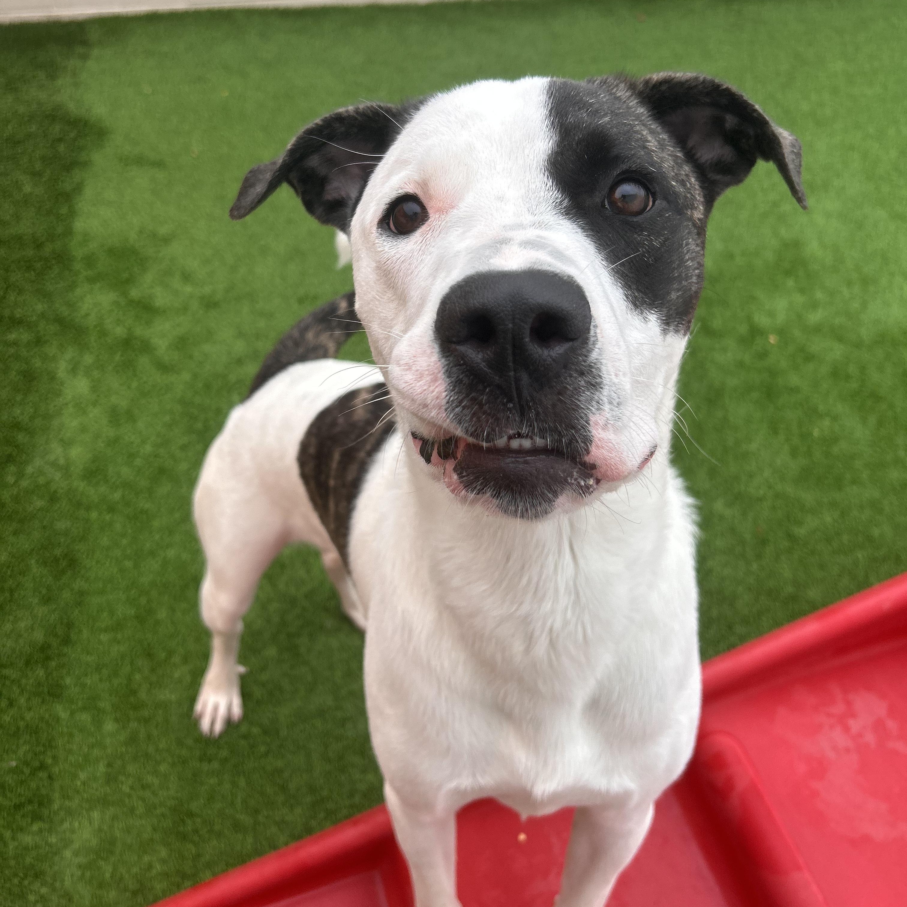 Enlarge Lloyd, a Adoptable mixed breed in The Colony, TX image 6/6