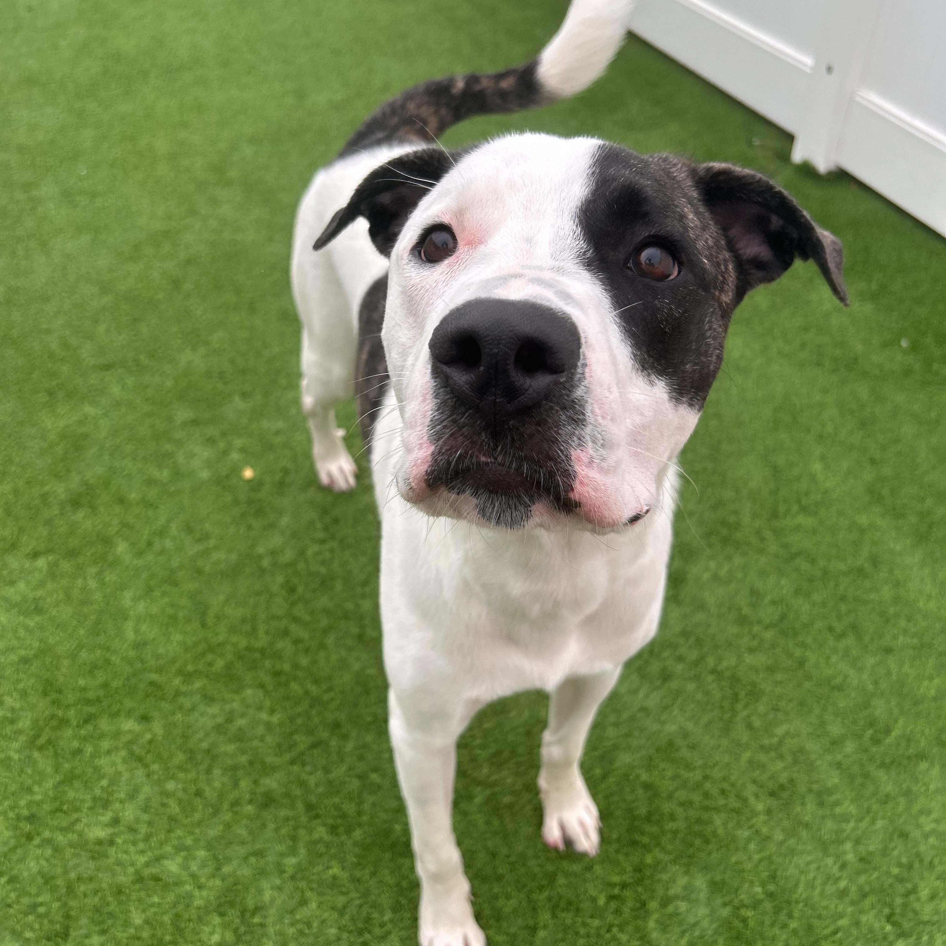 Enlarge Lloyd, a Adoptable mixed breed in The Colony, TX image 4/6