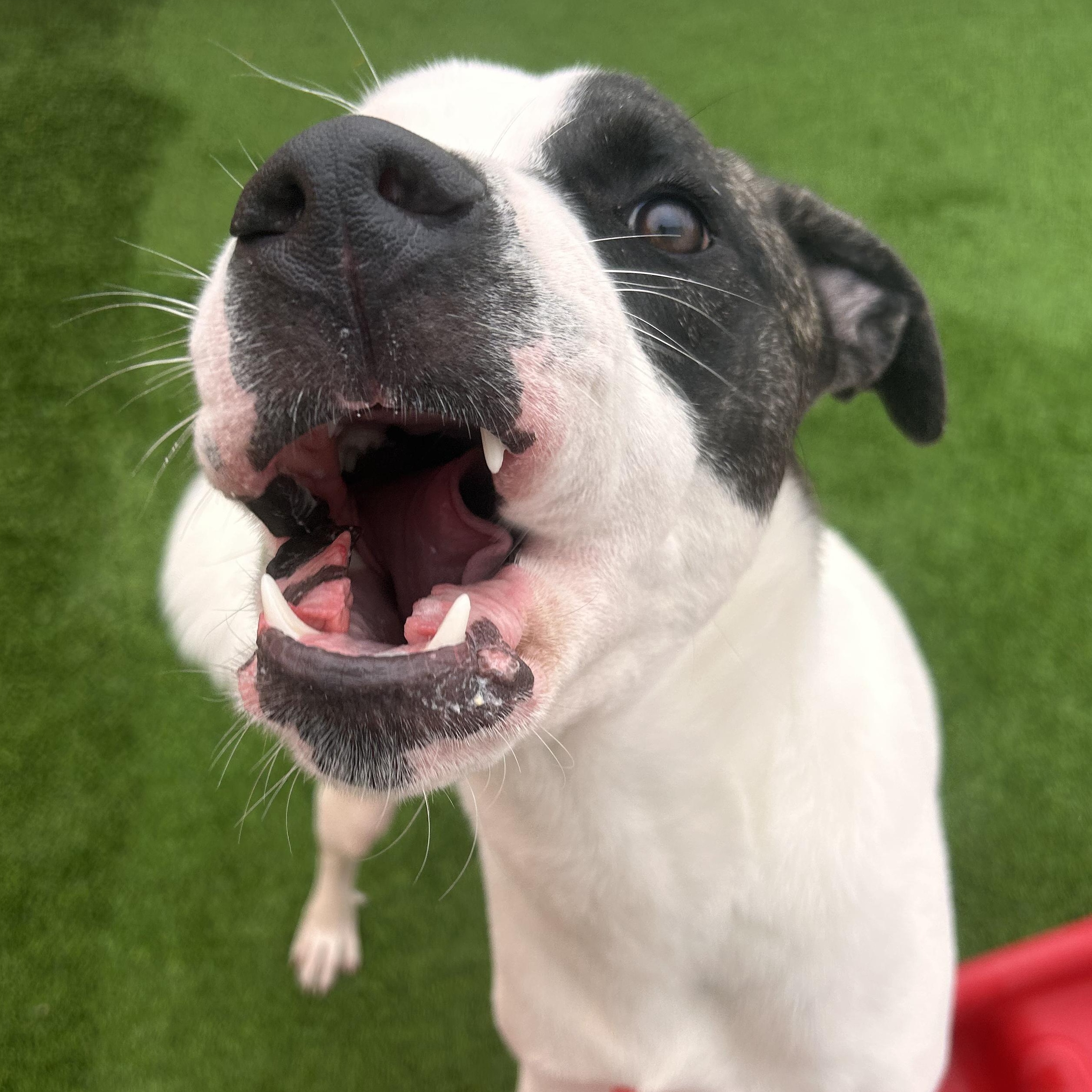 Enlarge Lloyd, a Adoptable mixed breed in The Colony, TX image 3/6