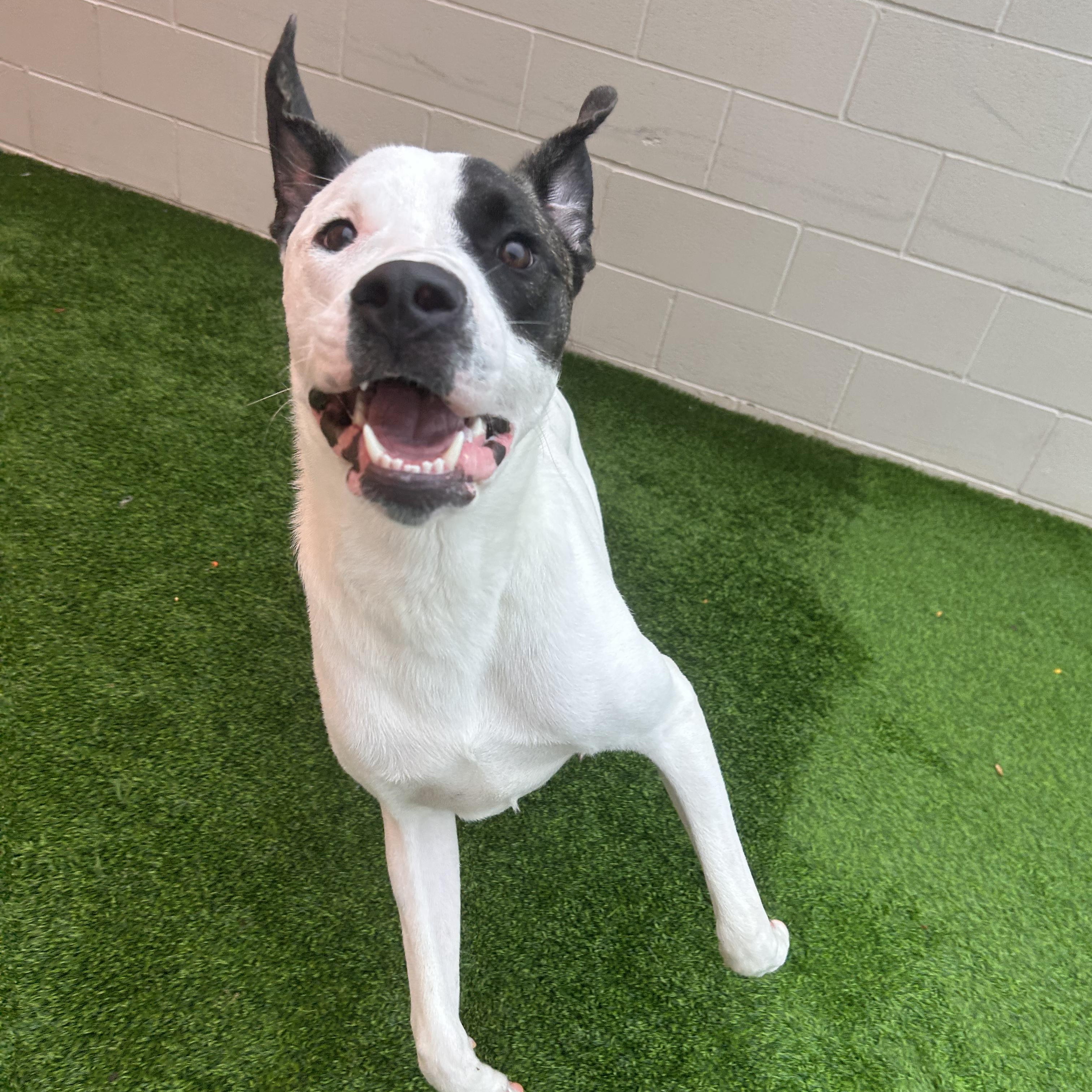 Enlarge Lloyd, a Adoptable mixed breed in The Colony, TX image 2/6