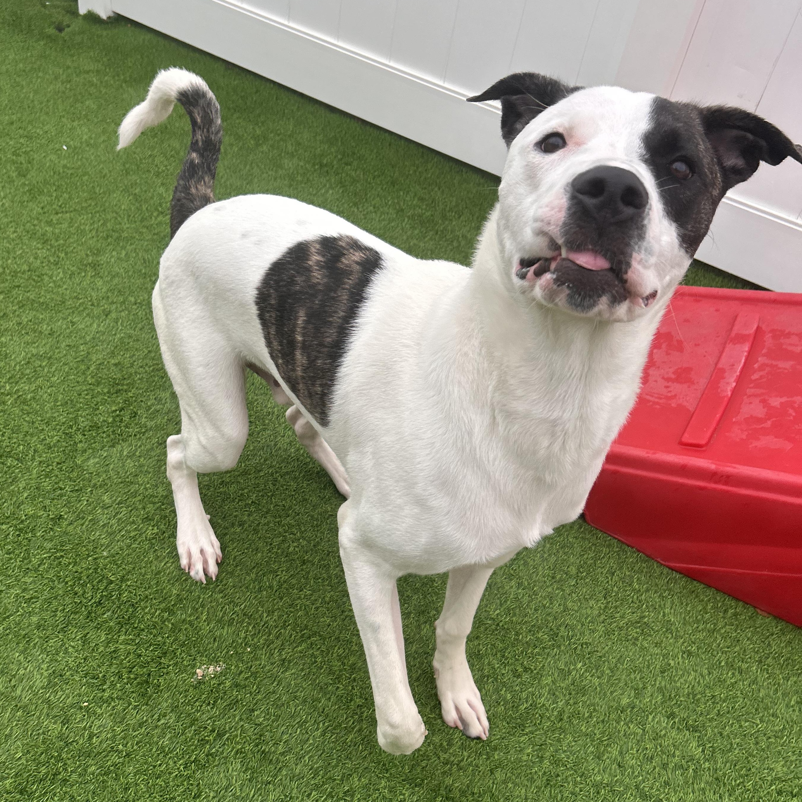 Enlarge Lloyd, a Adoptable mixed breed in The Colony, TX image 5/6