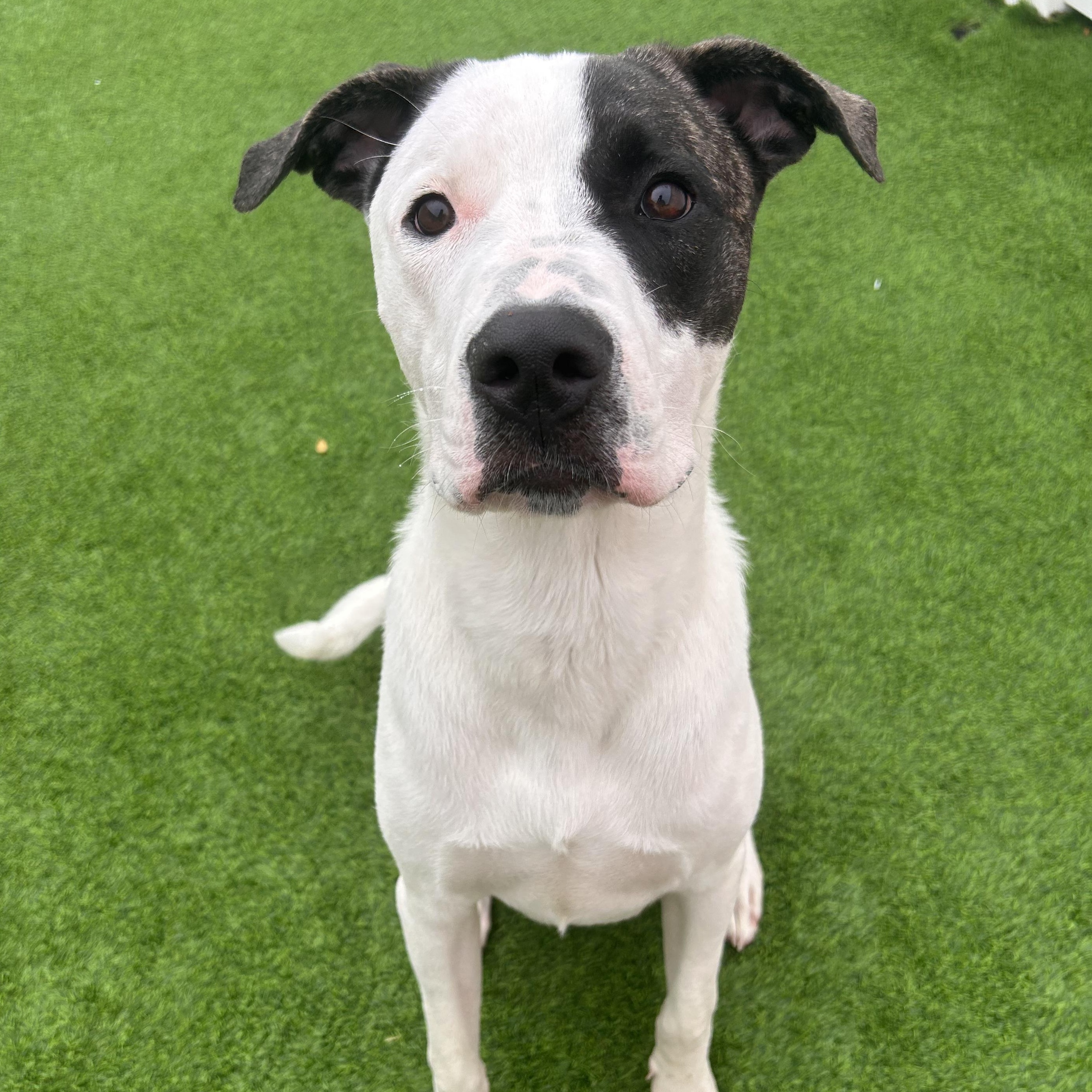 Lloyd, Adoptable, Young Male Shepherd & Great Dane.