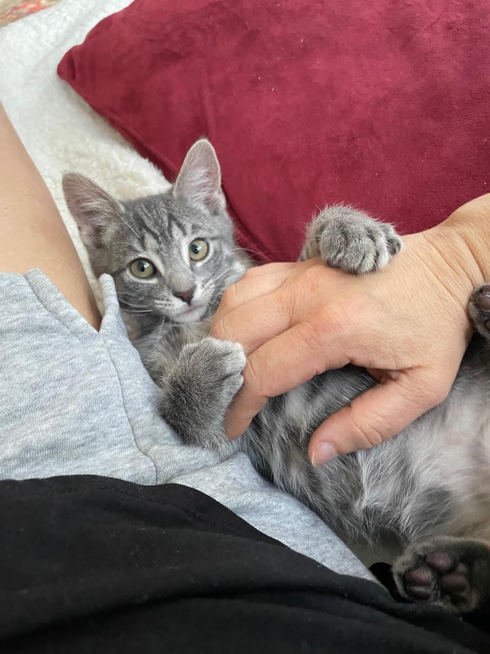 Johnny Jump Up, Adoptable, Kitten Female Domestic Short Hair.