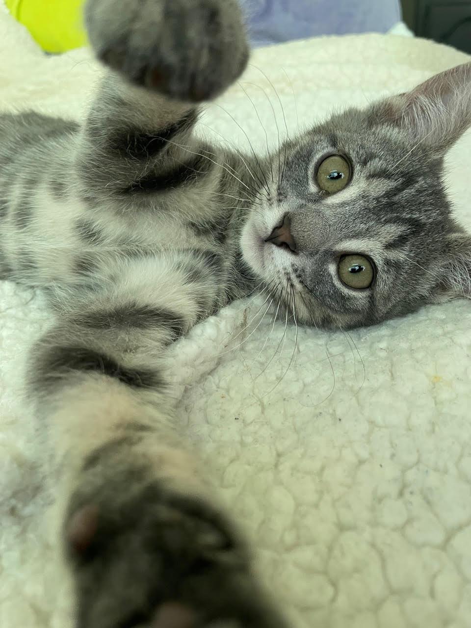 Enlarge Johnny Jump Up, a Adoptable Domestic Short Hair in Broomall, PA image 3/3