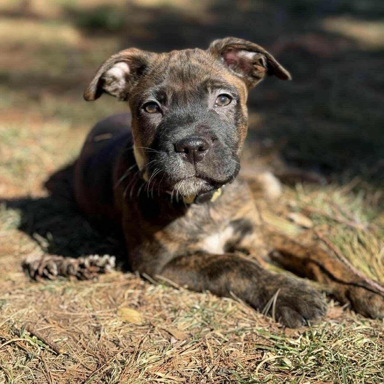 Enlarge Mongo, an adopted mixed breed in Springfield, MO image 1/6