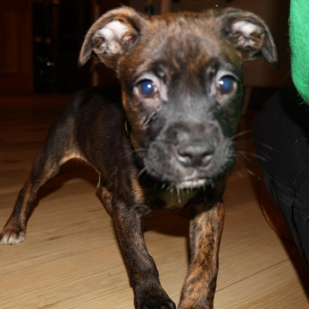 Enlarge Mongo, an adopted mixed breed in Springfield, MO image 5/6