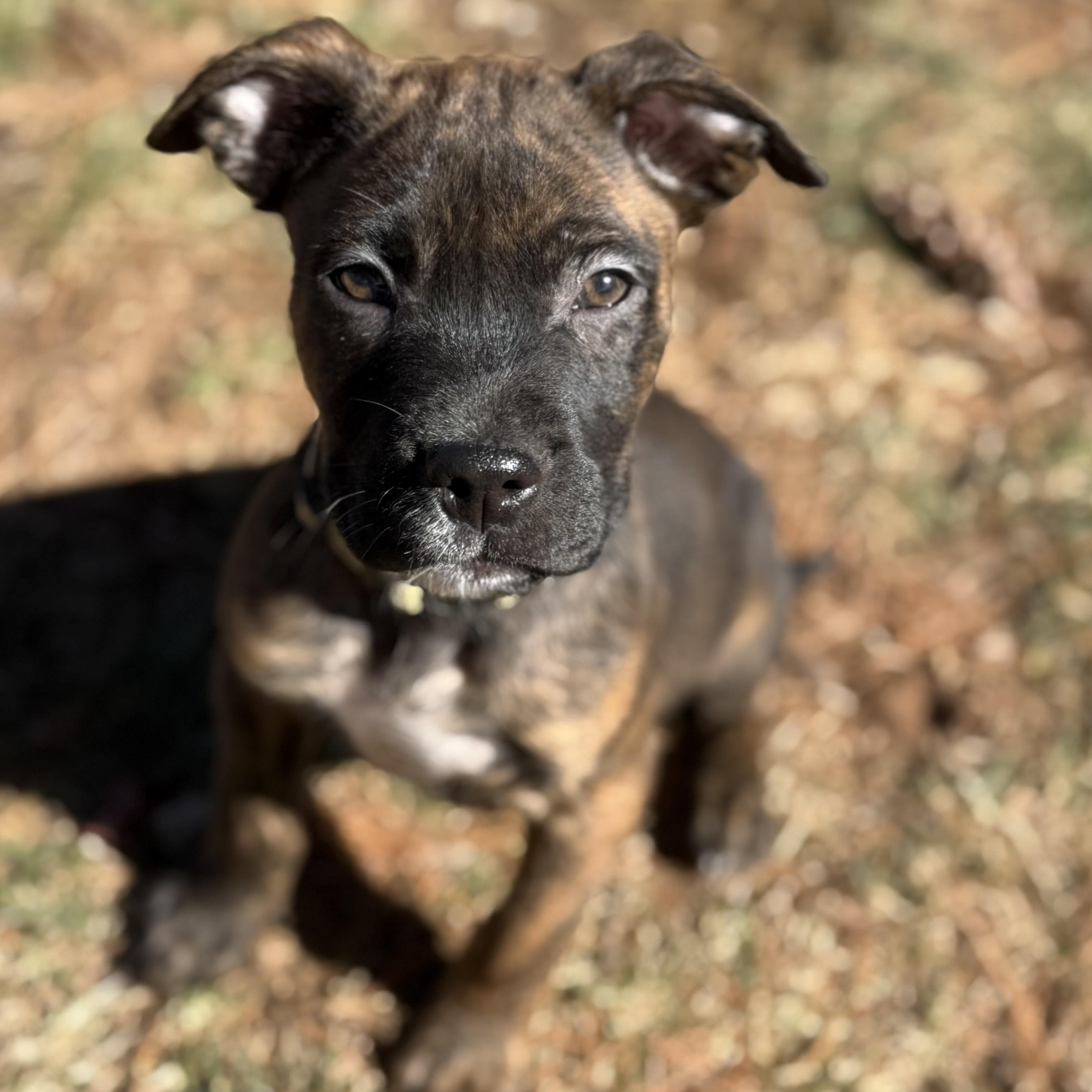 Enlarge Mongo, an adopted mixed breed in Springfield, MO image 2/6