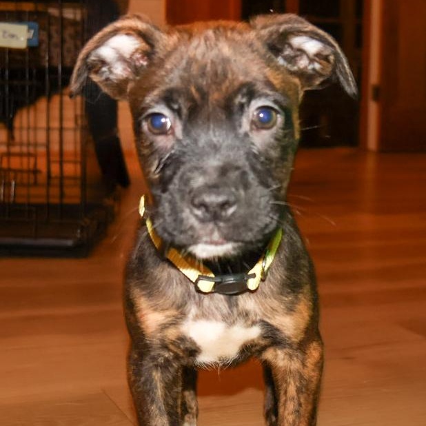 Enlarge Mongo, an adopted mixed breed in Springfield, MO image 4/6