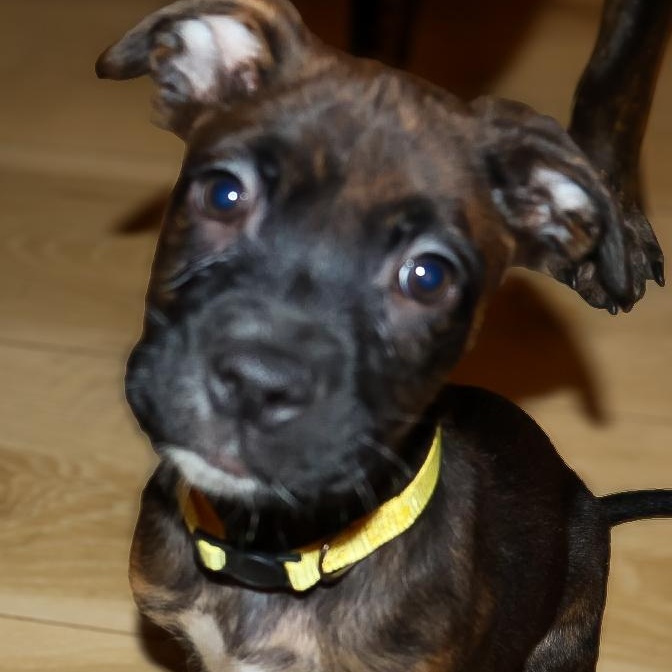 Enlarge Mongo, an adopted mixed breed in Springfield, MO image 6/6