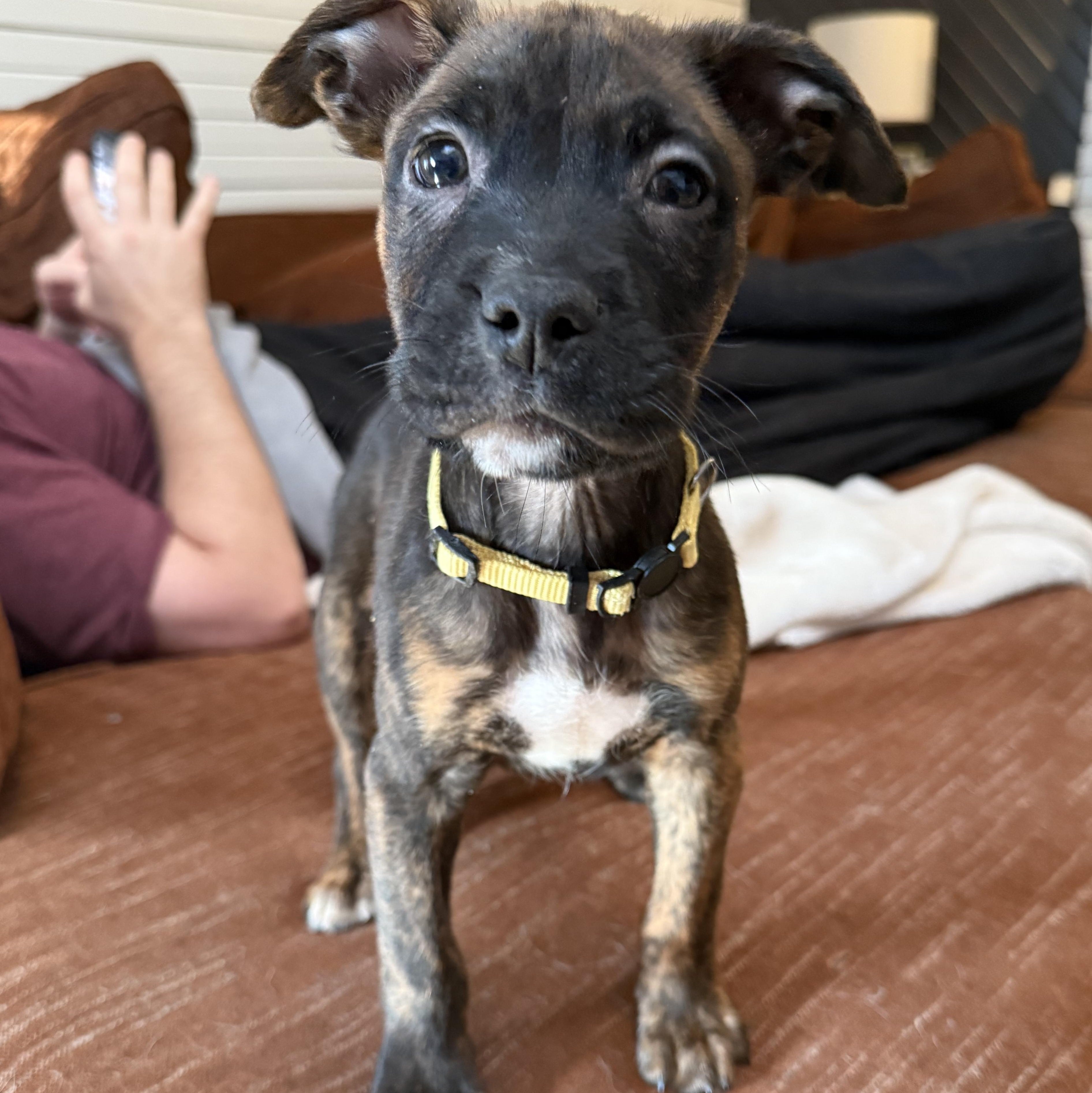 Enlarge Mongo, an adopted mixed breed in Springfield, MO image 3/6