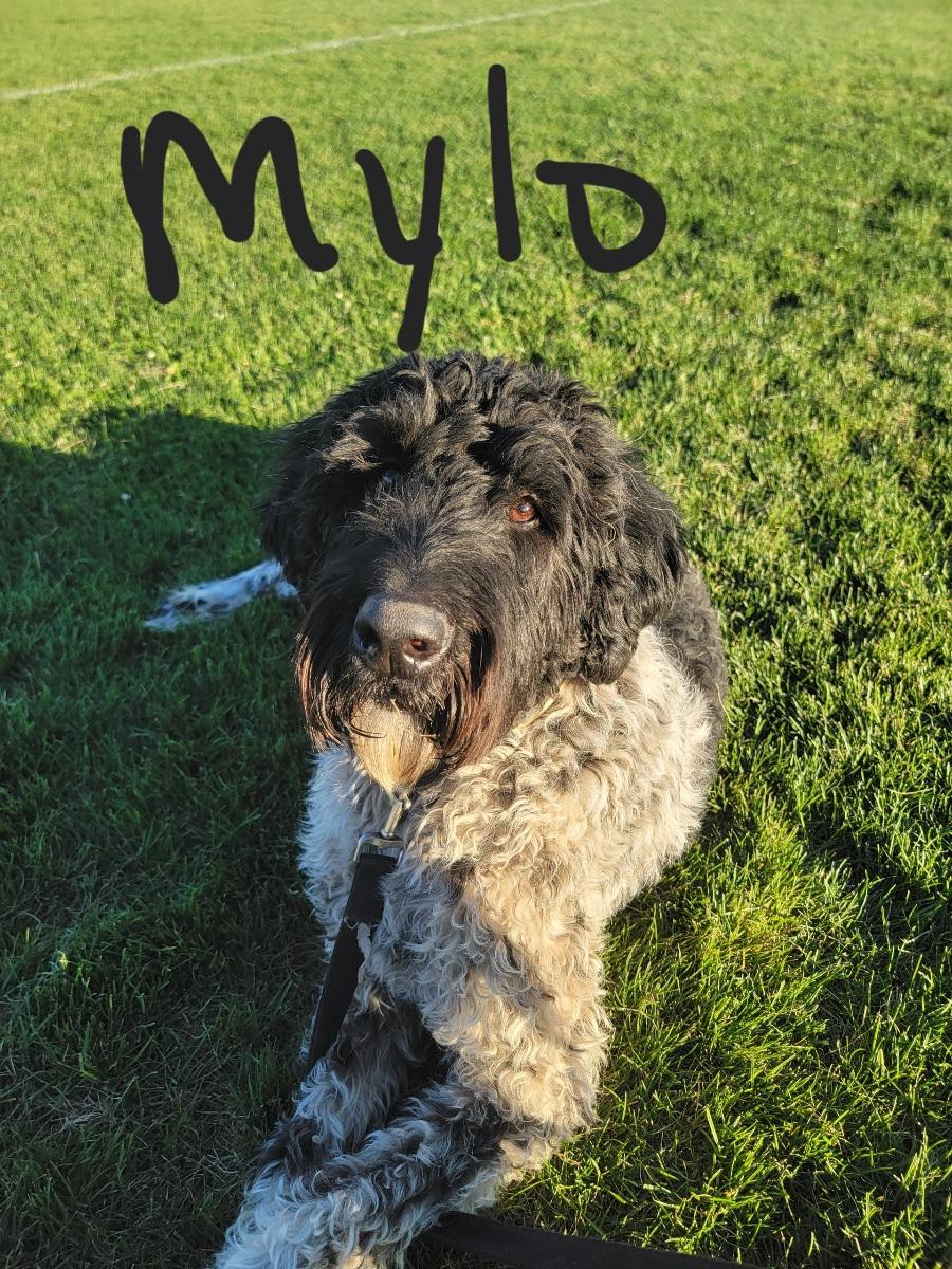 Mylo, a ADOPTABLE mixed breed in Harrisville, UT image 2/2