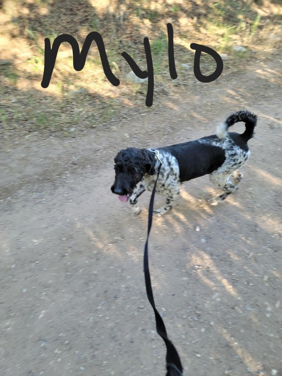 Mylo, ADOPTABLE, Adult Male Poodle & Labradoodle.