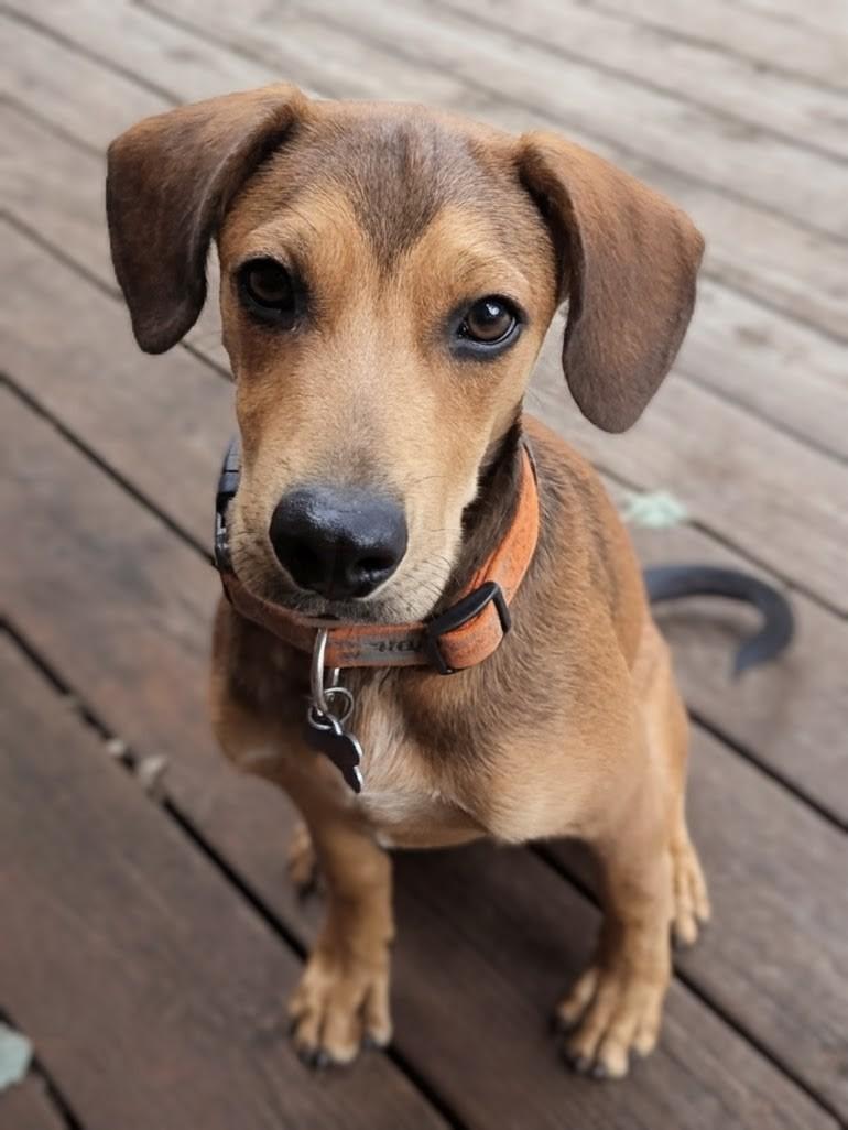 PETEY, an adopted mixed breed in Lincoln, NE image 1/6