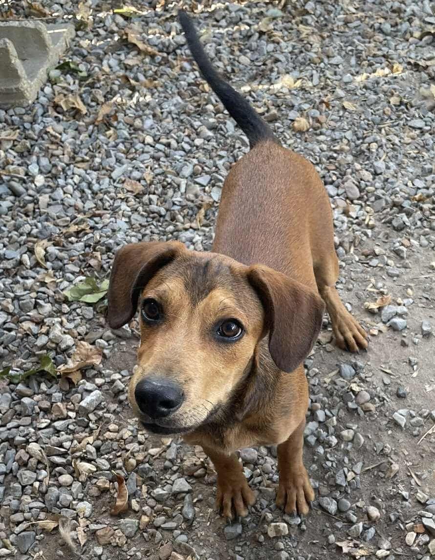 PETEY, an adopted mixed breed in Lincoln, NE image 3/6