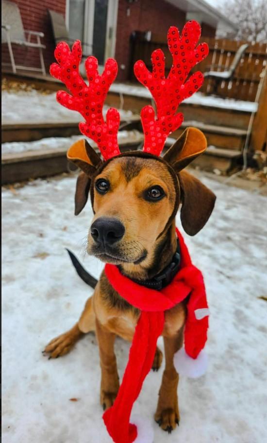 PETEY, an adopted mixed breed in Lincoln, NE image 4/6