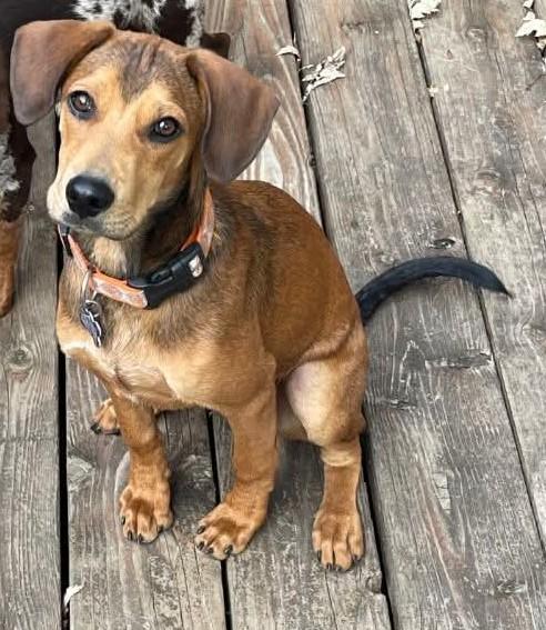 PETEY, an adopted mixed breed in Lincoln, NE image 5/6