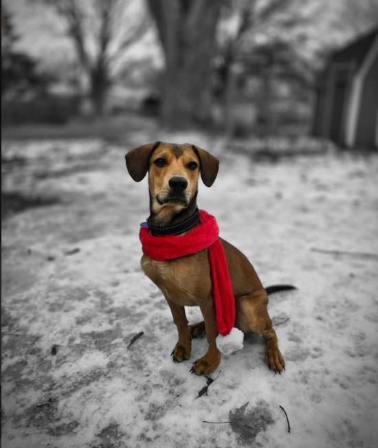 PETEY, an adopted mixed breed in Lincoln, NE image 6/6