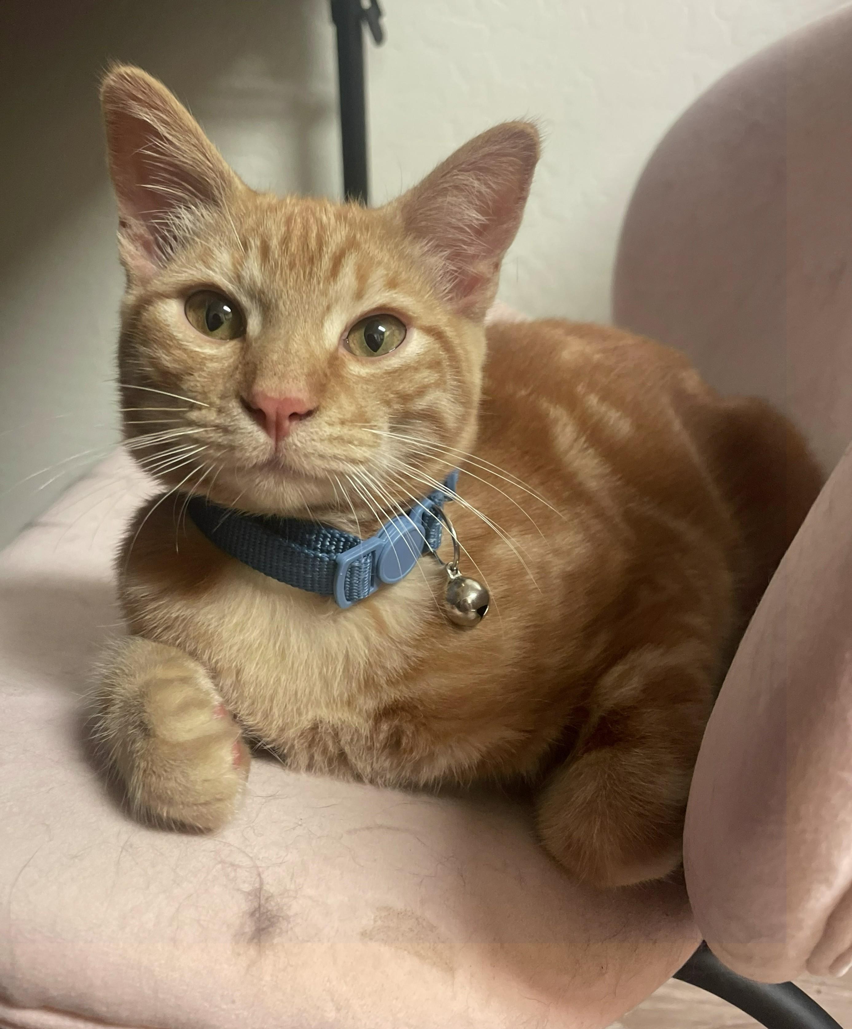 Enlarge Shrimp - A Little Kitten with a Big Heart - Courtesy Listing, a Adopted Domestic Short Hair in Prescott, AZ image 1/5