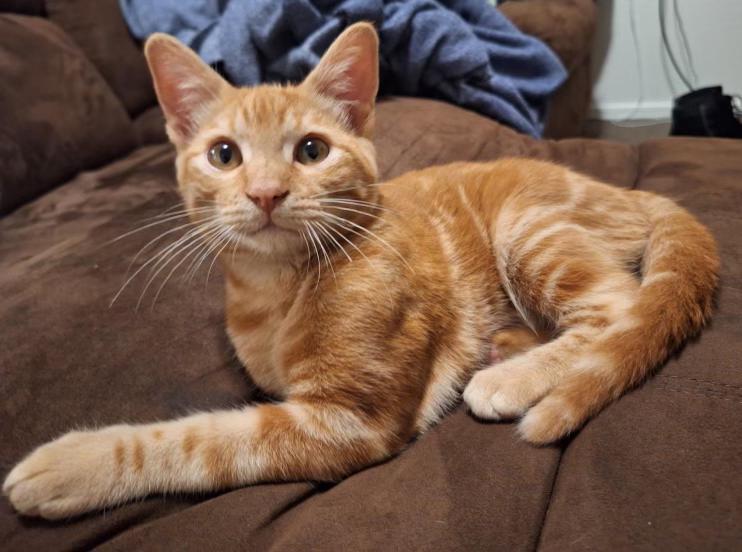 Enlarge Shrimp - A Little Kitten with a Big Heart - Courtesy Listing, a Adopted Domestic Short Hair in Prescott, AZ image 2/5