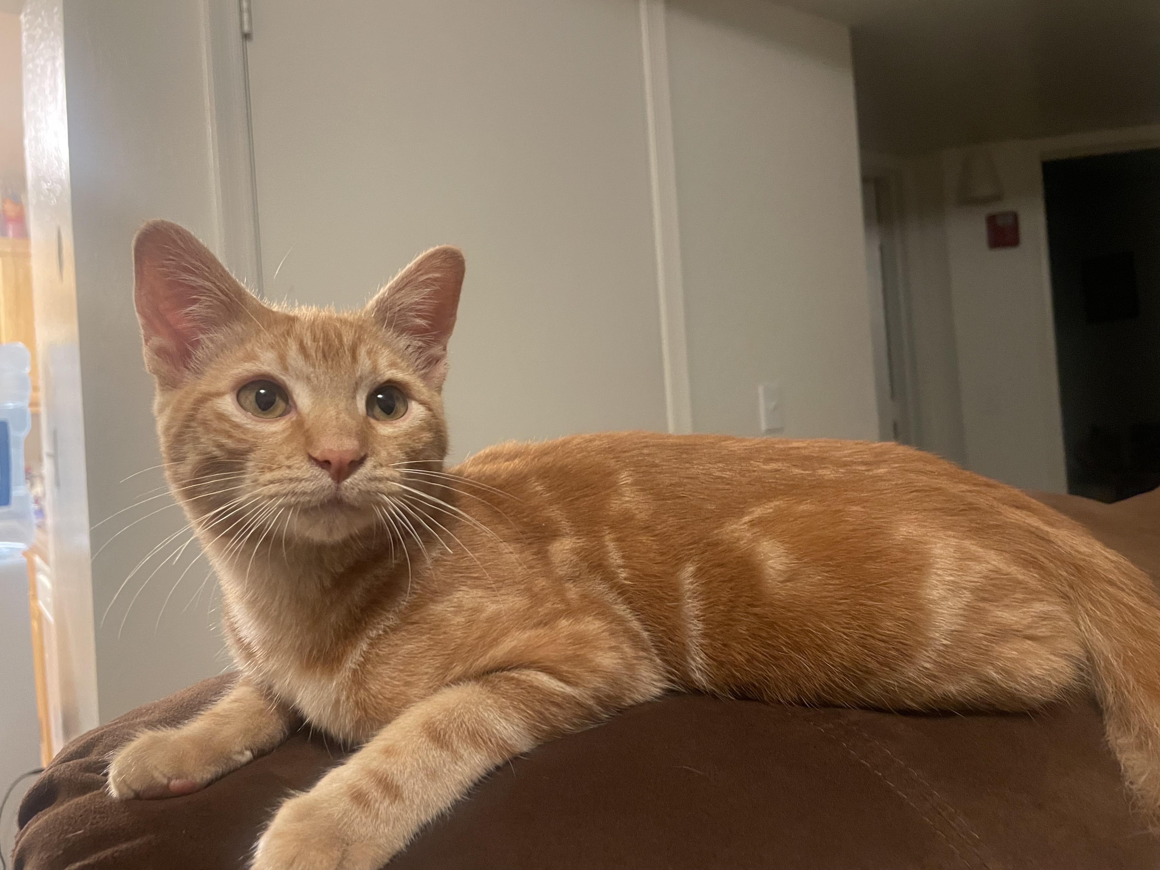 Enlarge Shrimp - A Little Kitten with a Big Heart - Courtesy Listing, a Adopted Domestic Short Hair in Prescott, AZ image 3/5