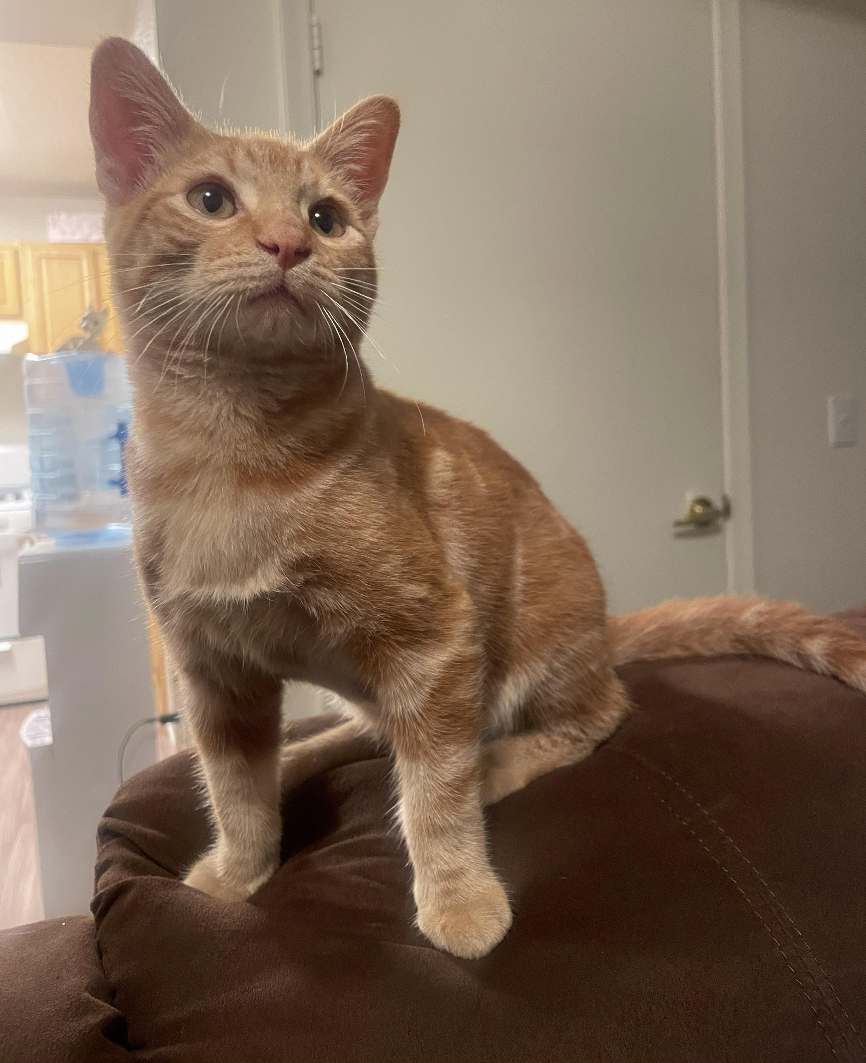 Enlarge Shrimp - A Little Kitten with a Big Heart - Courtesy Listing, a Adopted Domestic Short Hair in Prescott, AZ image 5/5