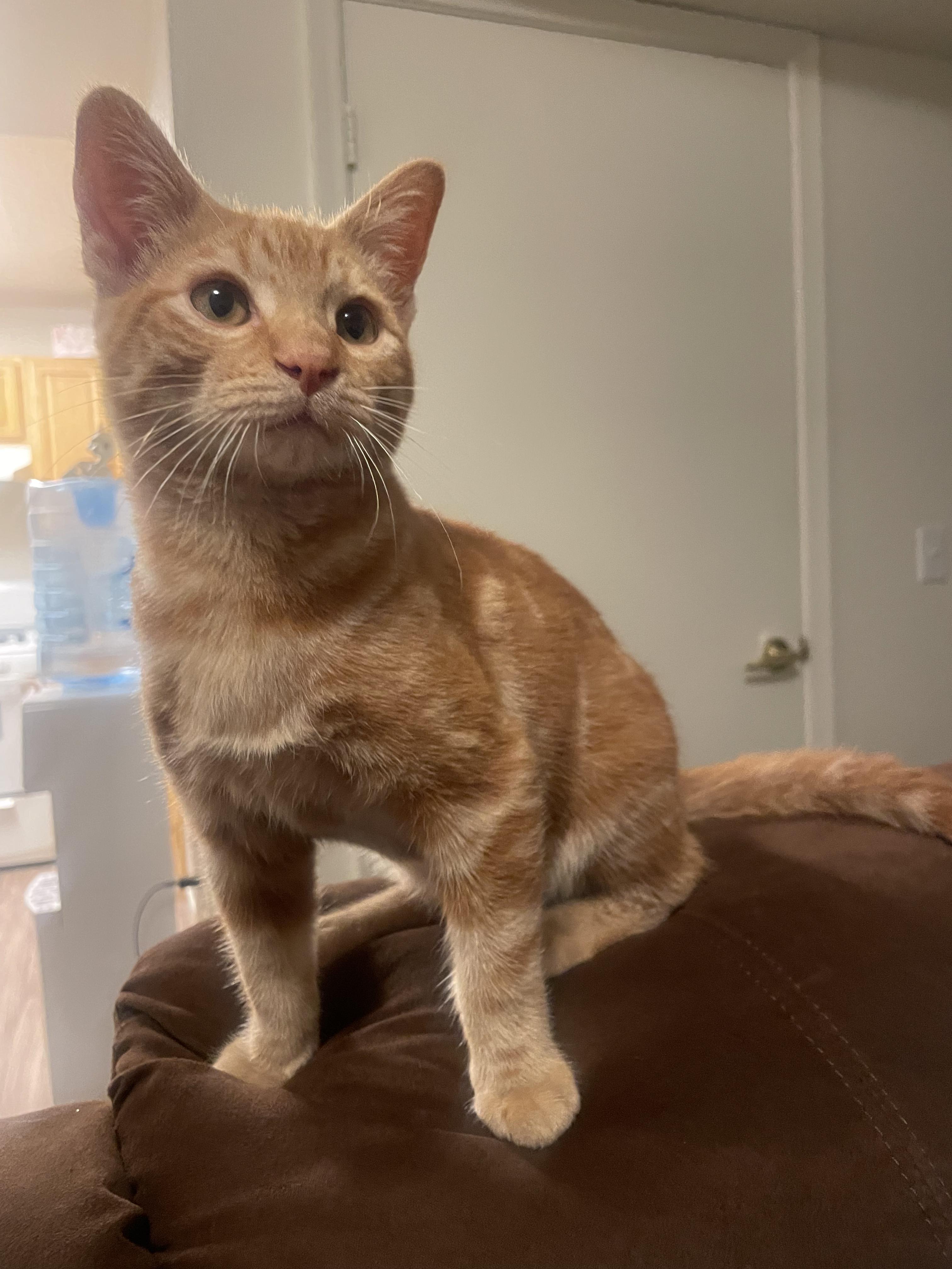 Enlarge Shrimp - A Little Kitten with a Big Heart - Courtesy Listing, a Adopted Domestic Short Hair in Prescott, AZ image 4/5