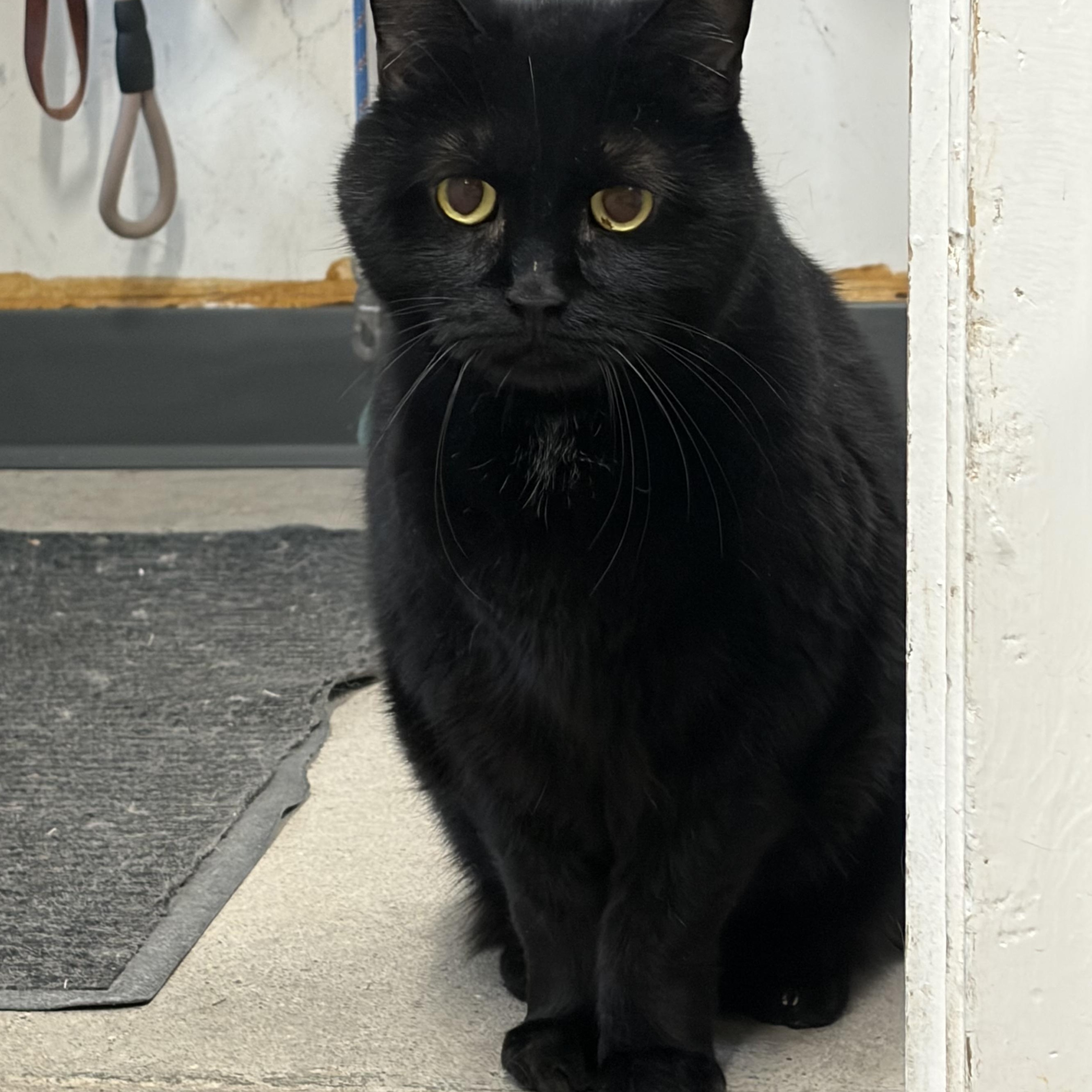 Alex#PENDING#, ADOPTABLE, Senior Male Domestic Short Hair.