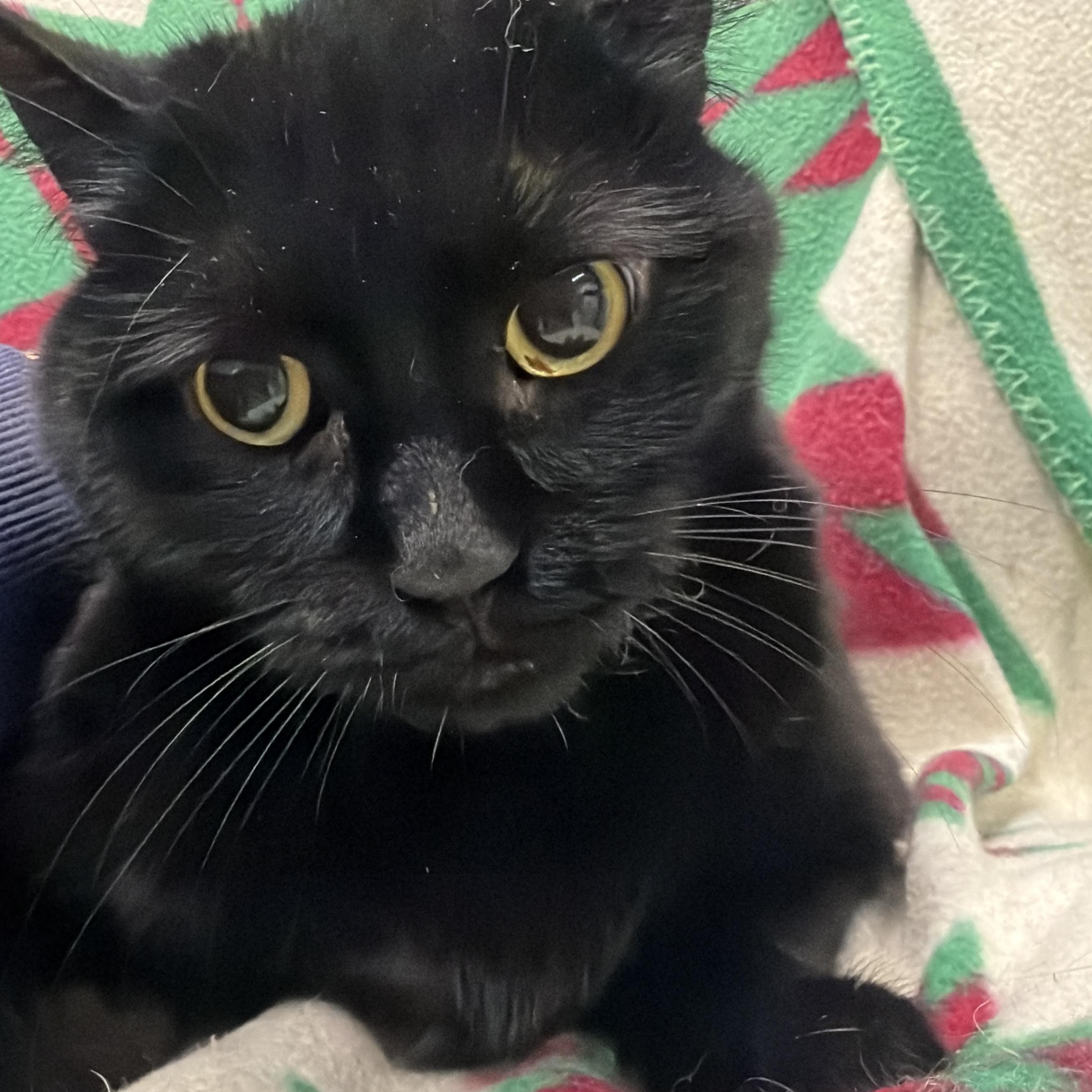 Alex#PENDING#, a ADOPTABLE Domestic Short Hair in Mansfield, CT image 4/4