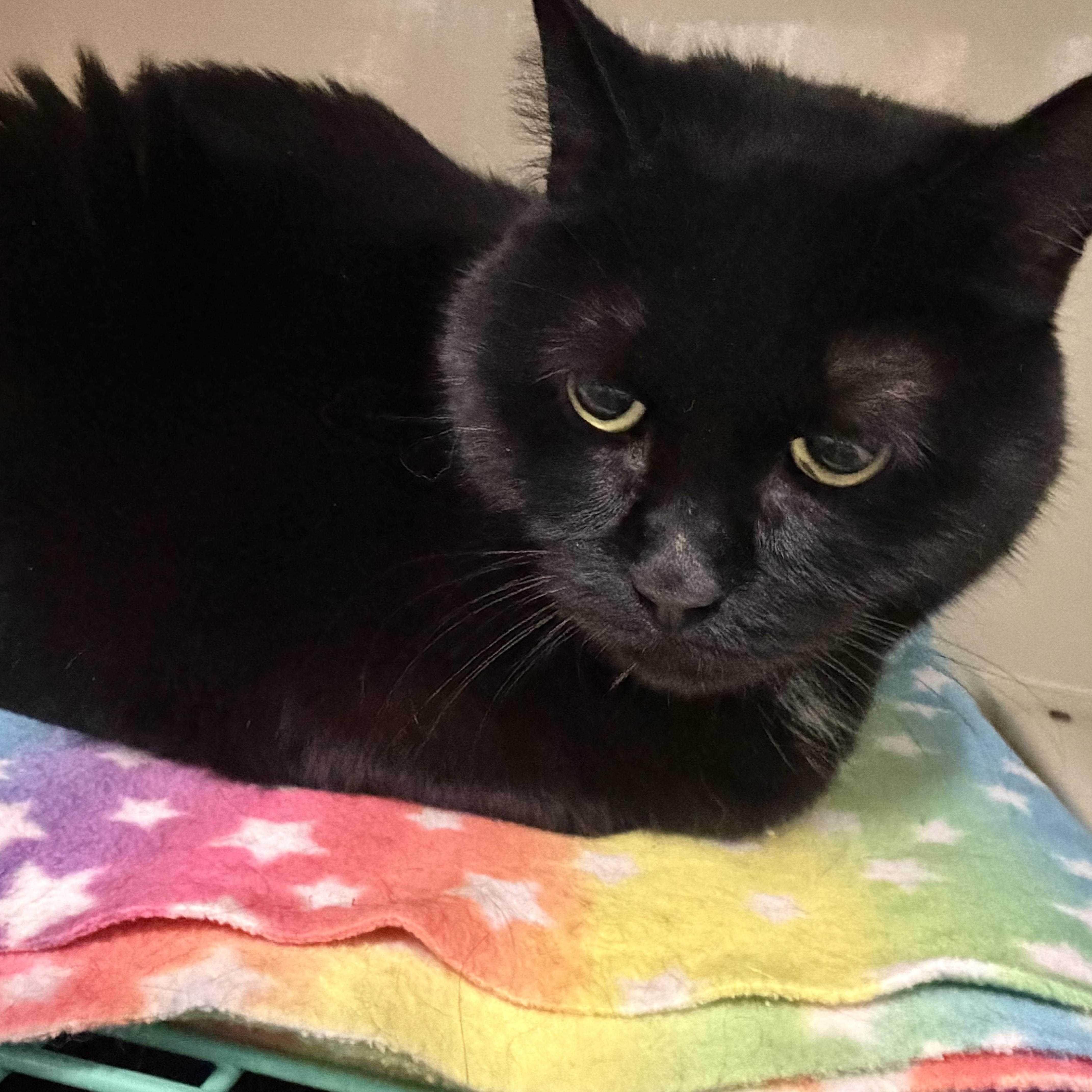 Alex#PENDING#, a ADOPTABLE Domestic Short Hair in Mansfield, CT image 2/4