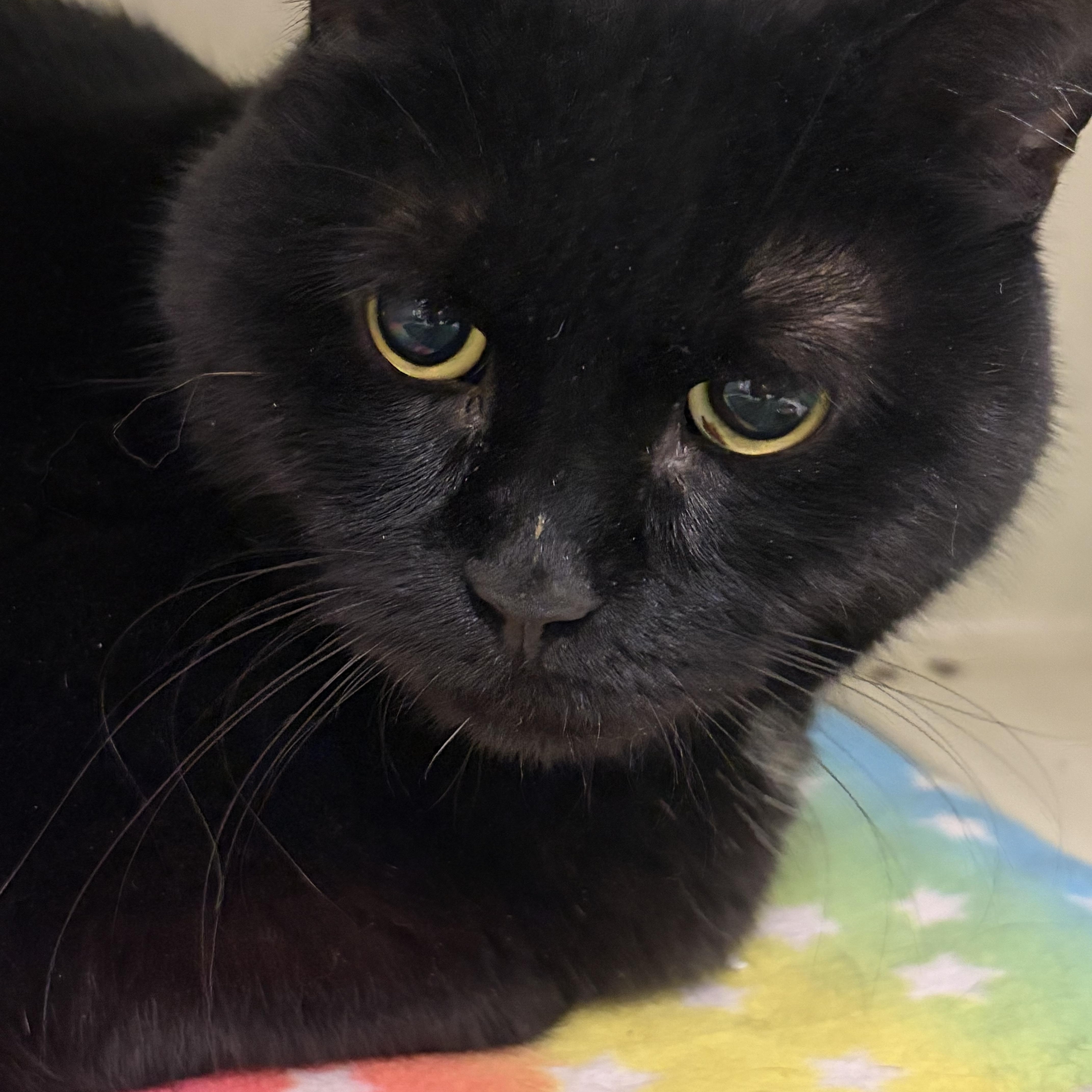 Alex#PENDING#, a ADOPTABLE Domestic Short Hair in Mansfield, CT image 3/4
