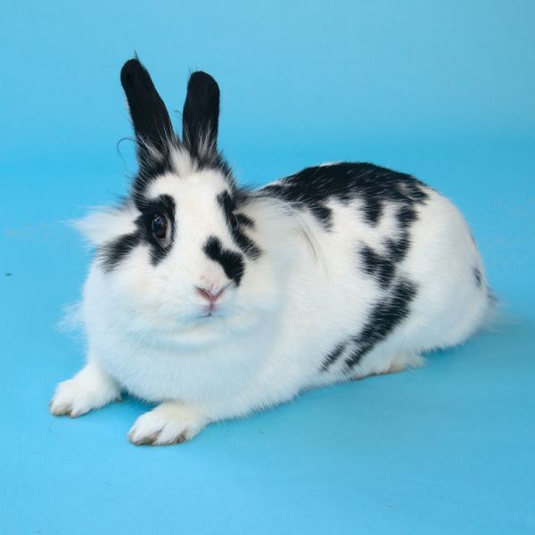Rabbit for adoption - Birdie, a Lionhead & English Spot Mix